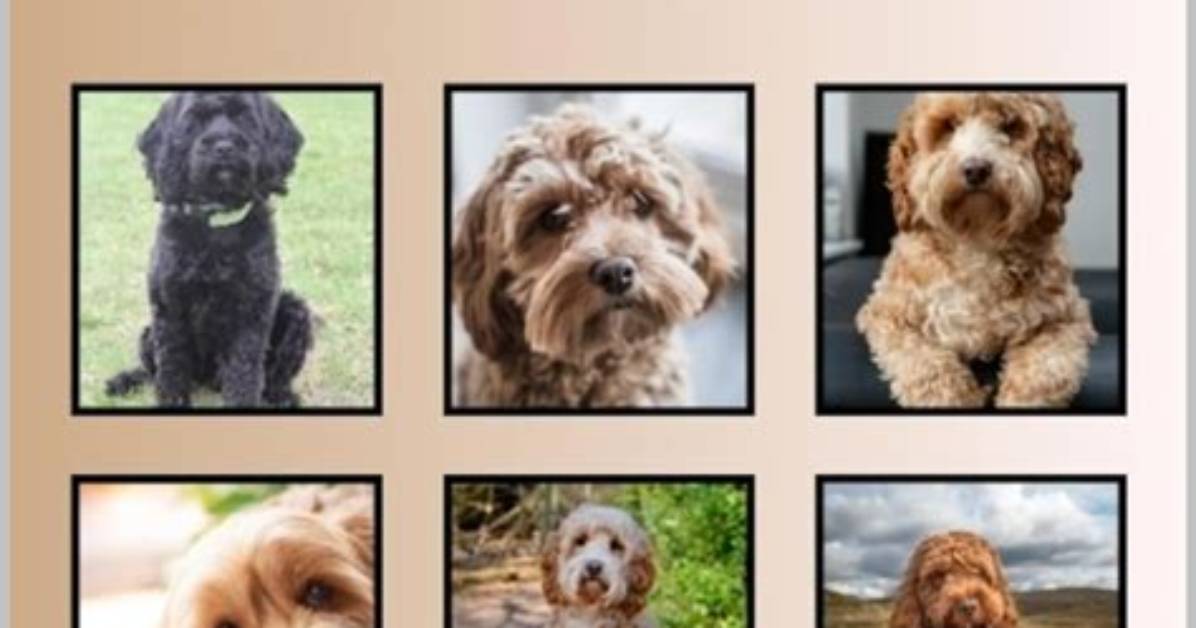 A Guide to Your Charming Companion