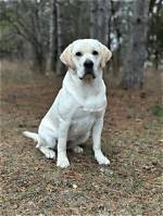 A Haven for Labrador Retrievers