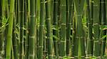 Bamboo Patton: the Versatile Wonder of Nature