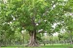Bo Farmer Occupation: Unveiling Sacred Tree Cultivation