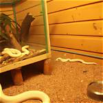 Discovering the Enigmatic Albino Boa: Nature's Unique Serpent