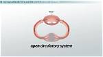 Exploring the Benefits of Open Circulatory Systems in Certain Animals