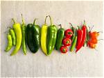 Exploring the Depths of Red Hot Chili Peppers Helena