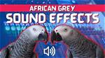 Exploring the Enchanting World of African Grey Sounds