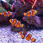 Exploring the Enigmatic Freshwater Clownfish: a Guide to Their Habitat and Care