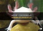 Exploring the Fascinating World of Axolotls: How Many Different Types Are There?