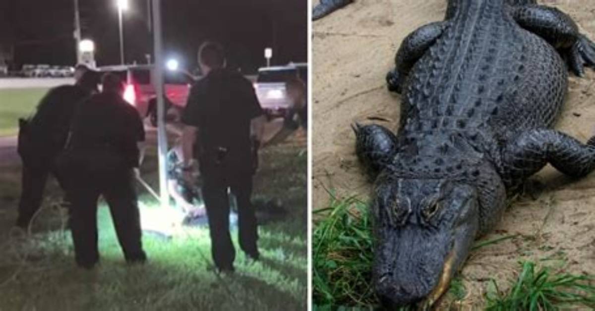 Florida Man Bitten by Alligator After Mistaking Reptile for Dog with a Long Leash | Florida
