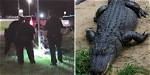 Florida Man Bitten by Alligator After Mistaking Reptile for Dog with a Long Leash | Florida