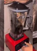 Insights into the "Cat in Blender Video Twitter" Incident