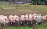 Rebecca and the Ten Pigs: a Heartwarming Tale of Friendship and Adventure