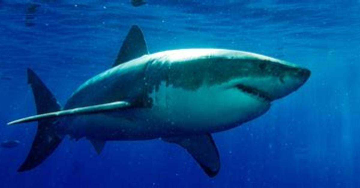 Shark Bae Onlyfans Leak: Privacy, Consent, and Reputation
