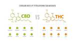 Thc and Cbd Content of the Tropicana Cookies Cannabis Strain