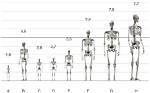 The Fascinating World of Human Height