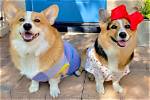 The Hammy and Olivia Tragedy and Its Impact on Animal Welfare