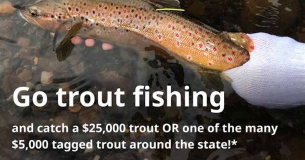 The Tasmanian Trout Video and Its Impact