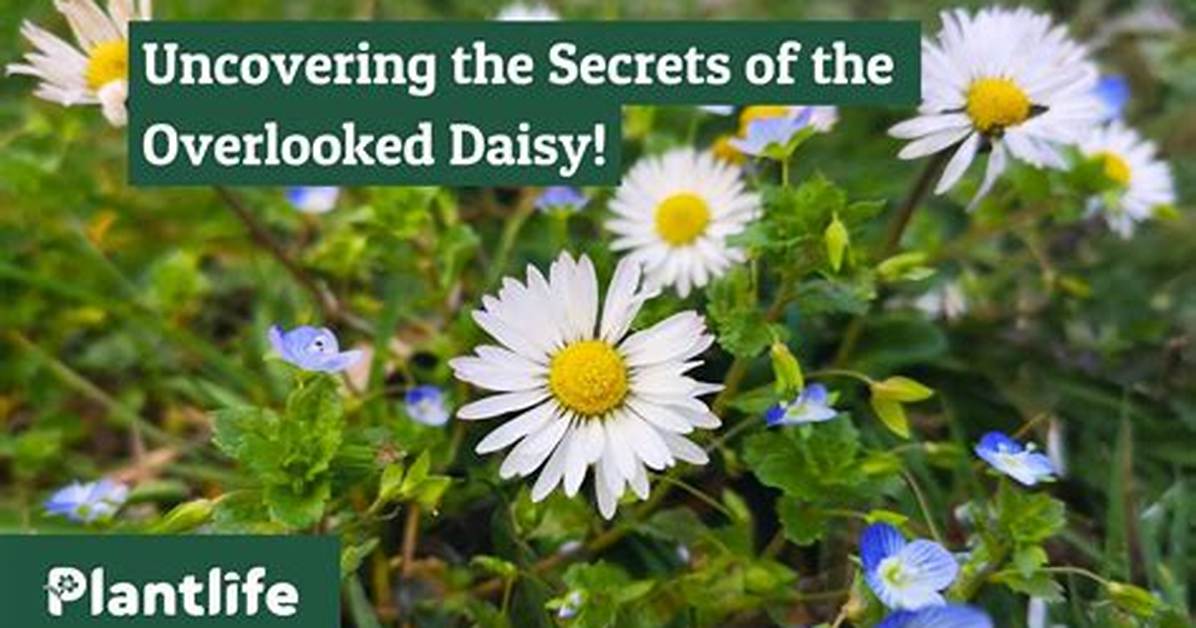 Uncover the Secrets of Daisy Drew's Exclusive Realm on Onlyfans