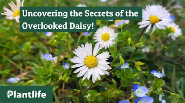 Uncover the Secrets of Daisy Drew's Exclusive Realm on Onlyfans