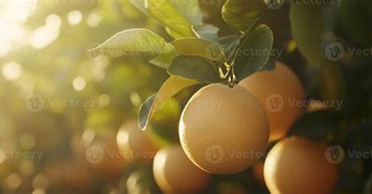 Uncover the Wonders of Fruit Cultivation with Fruits Magazine