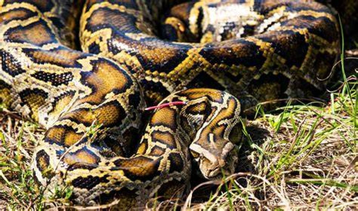 Understanding the 198 Lb Burmese Python: Facts, Care, and Conservation