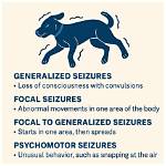 Unveiling the Enigma of Dog Seizures During Sleep: a Journey of Discovery