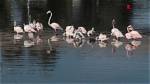 Unveiling the Extraordinary Intelligence of Flamingos: Uncover Their Cognitive Secrets