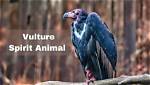Vulture Spirit Animal Totem Meaning: Power of Positive Influence