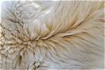 What Color Is Polar Bear Fur?