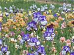 Where to Find the Enchanting Jupiter Iris French Irises